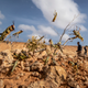 Immature desert locusts in Somalia on February 5, 2020.